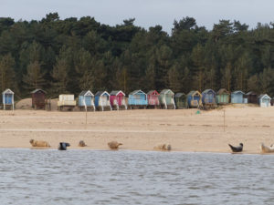 Seals pupping in front of the beach huts, Wells-next-the-Sea, North Norfolk. The largest seal colonies in Norfolk are at Blakeney Point and Horsey Beach.